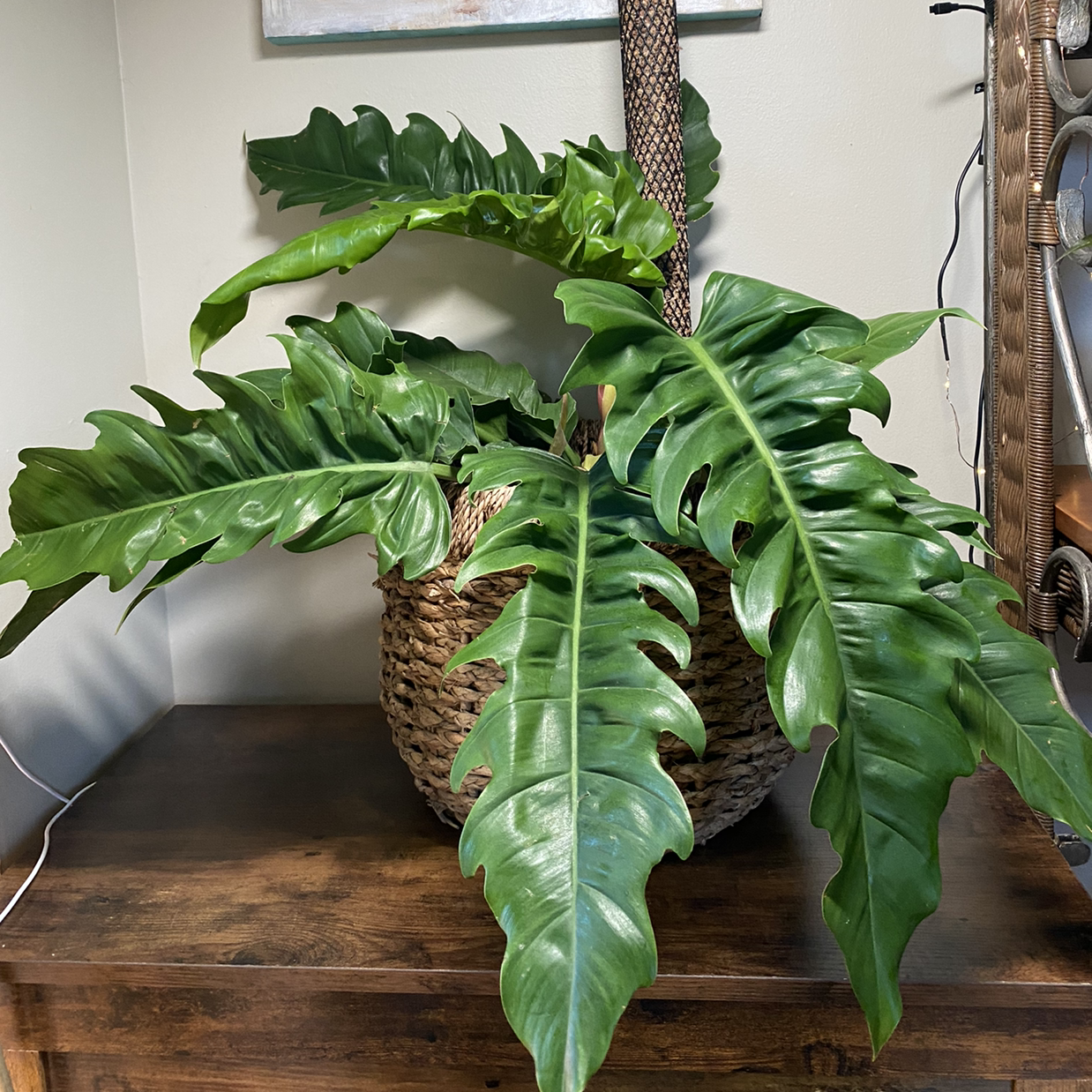 Healthy Tiger Tooth Philodendron in a woven basket on a wooden surface.