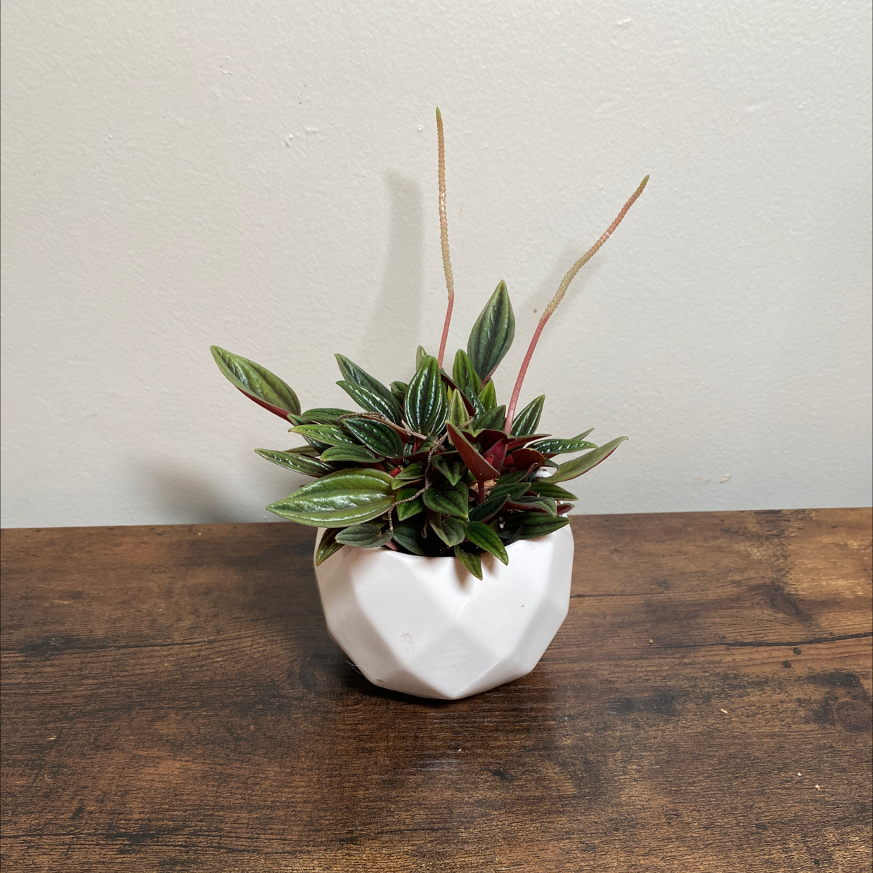 Photo of the plant species Peperomia 'Rosso' by @JungleBoujee named Ross on Greg, the plant care app