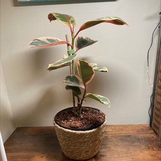 Variegated Rubber Tree plant in Ocean Springs, Mississippi