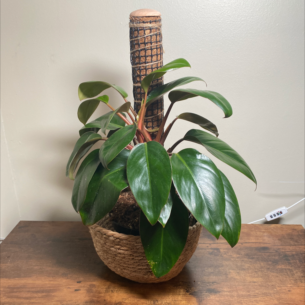 Photo of the plant species Philo Dwarf Red Congo by @JungleBoujee named Sneezy on Greg, the plant care app