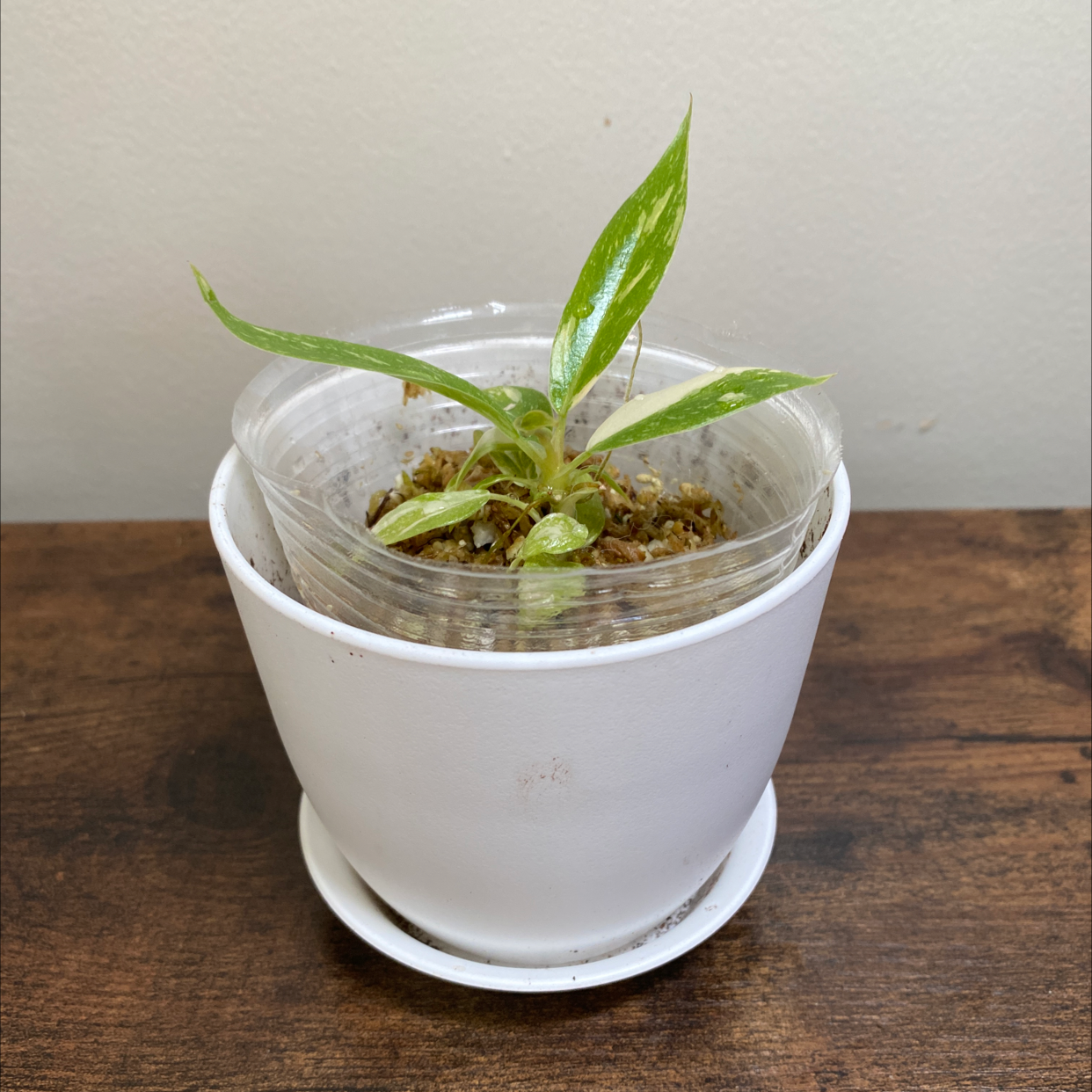 Philodendron 'Ring of Fire' plant in a white pot with green leaves.