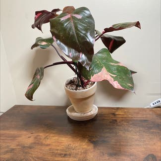 Philodendron 'Pink Princess' plant in Ocean Springs, Mississippi
