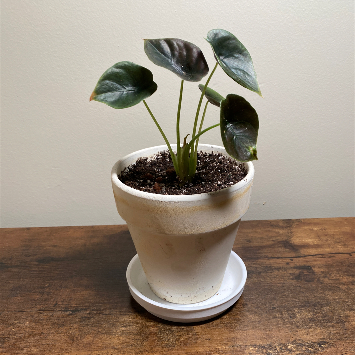 Potted Alocasia ‘Red Secret’ plant with several leaves on a wooden surface.