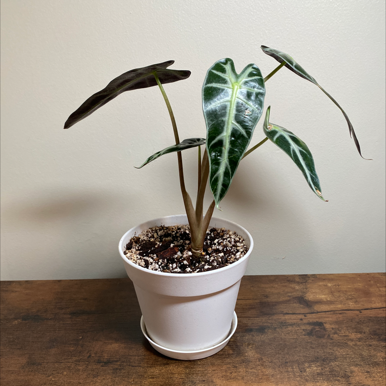Photo of the plant species Alocasia 'Bambino' by @JungleBoujee named Ricky on Greg, the plant care app