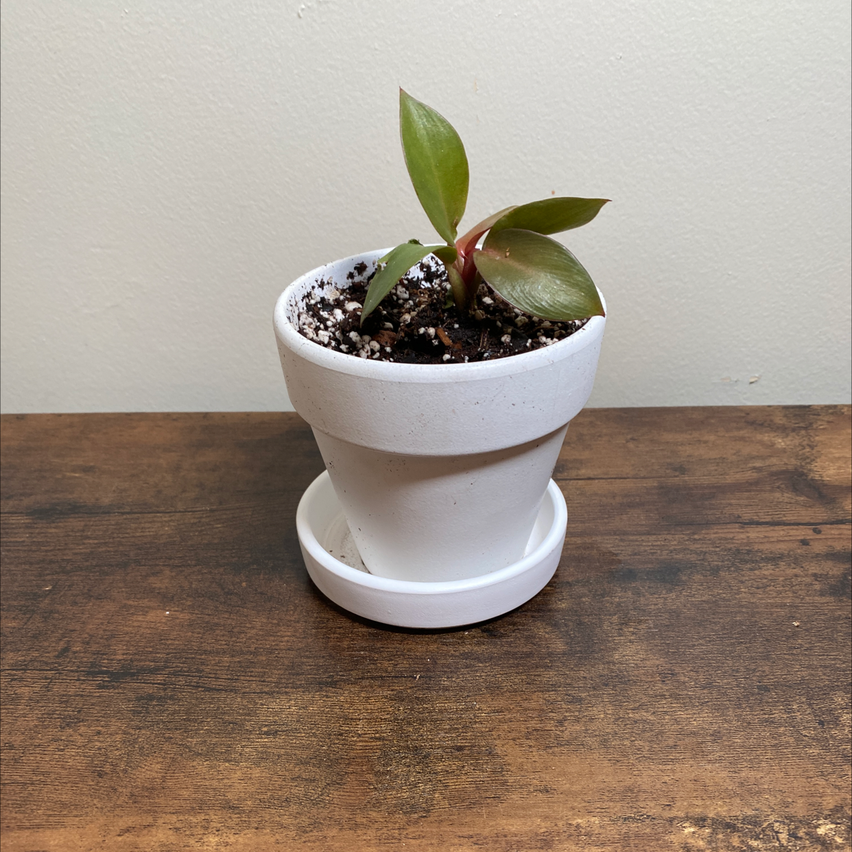 Philodendron 'Black Cardinal' plant in a white pot on a wooden surface.