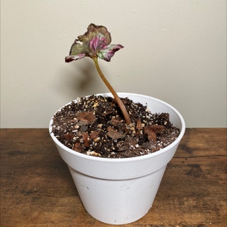 Rex Begonia 'Escargot' plant in Ocean Springs, Mississippi