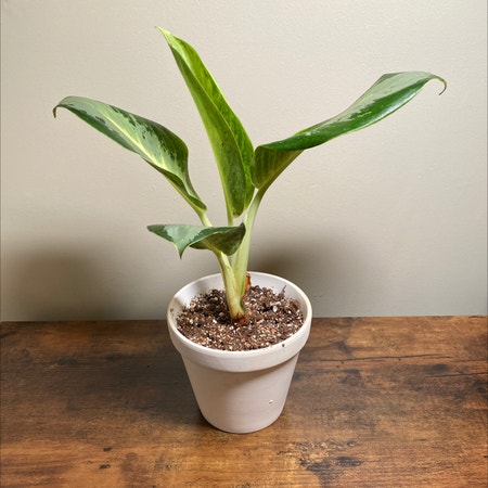 Photo of the plant species Aglaonema 'Green Bowl' by Jungleboujee named Mork on Greg, the plant care app