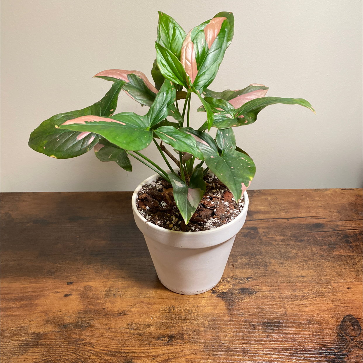 Pink Splash Arrowhead Vine in a white pot on a wooden surface, with visible soil.