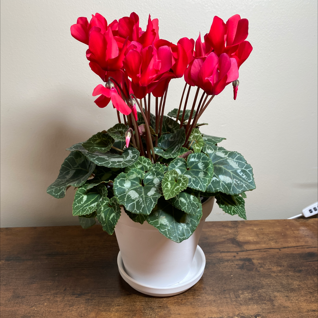 Photo of the plant species Persian Cyclamen by @JungleBoujee named Mark on Greg, the plant care app