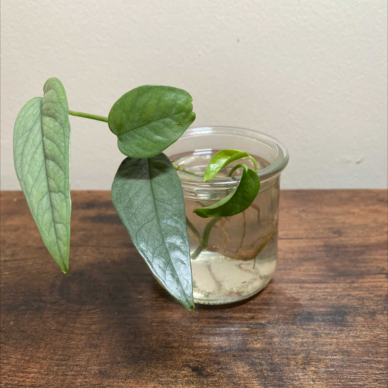 Photo of the plant species Cebu Blue Pothos by @JungleBoujee named Justin on Greg, the plant care app