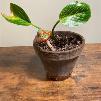 Philodendron Birkin plant in Ocean Springs, Mississippi