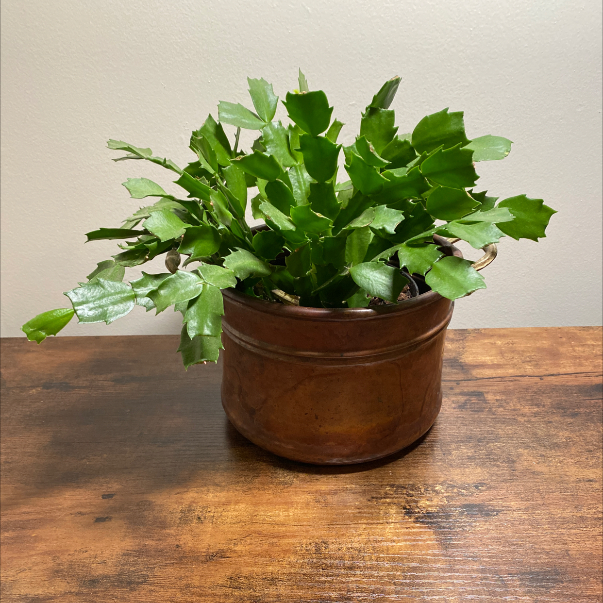 Photo of the plant species False Christmas Cactus by @JungleBoujee named Leah on Greg, the plant care app