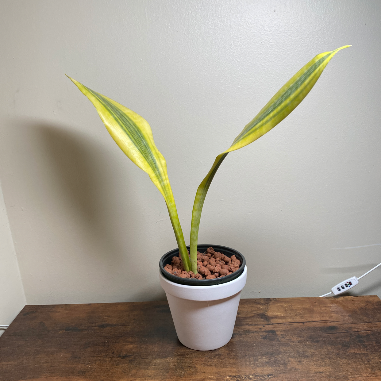 Photo of the plant species Snake Plant Yellowstone by @JungleBoujee named Huckleberry on Greg, the plant care app