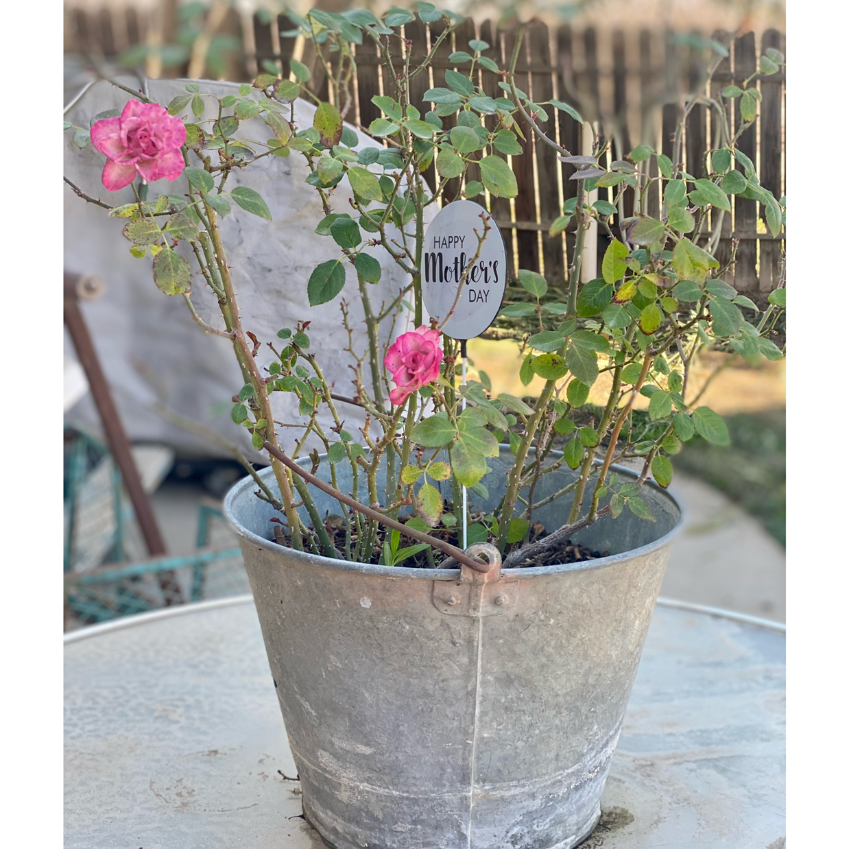 Photo of the plant species China Rose by @Shellm1021 named Miley on Greg, the plant care app