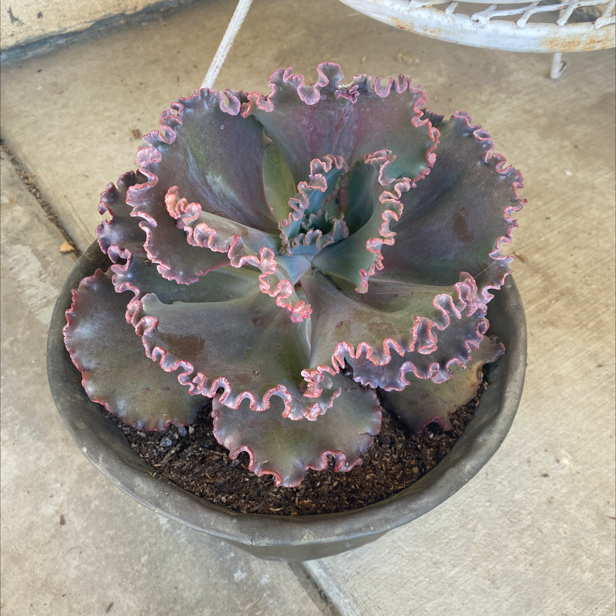 Potted Echeveria Gibbiflora with ruffled leaves, healthy and well-framed.