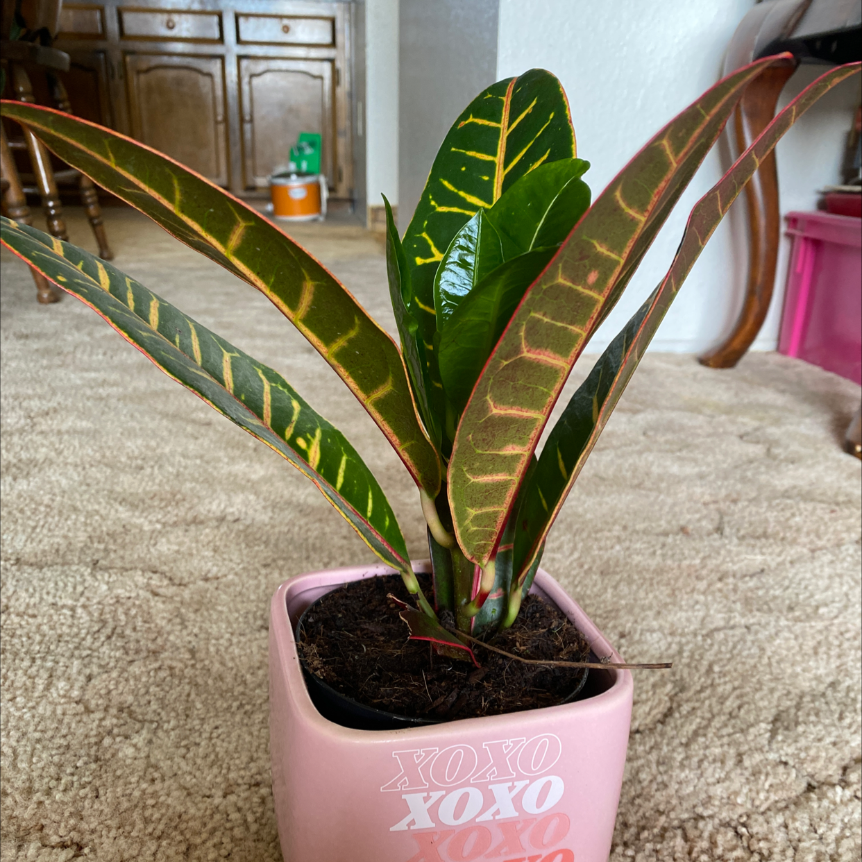 Croton 'Petra' plant photo by @Shellm1021 named Harper on Greg, the plant care app.