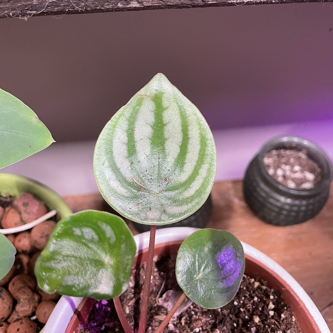 Watermelon Peperomia plant with distinct leaf patterns in a pot with visible soil.