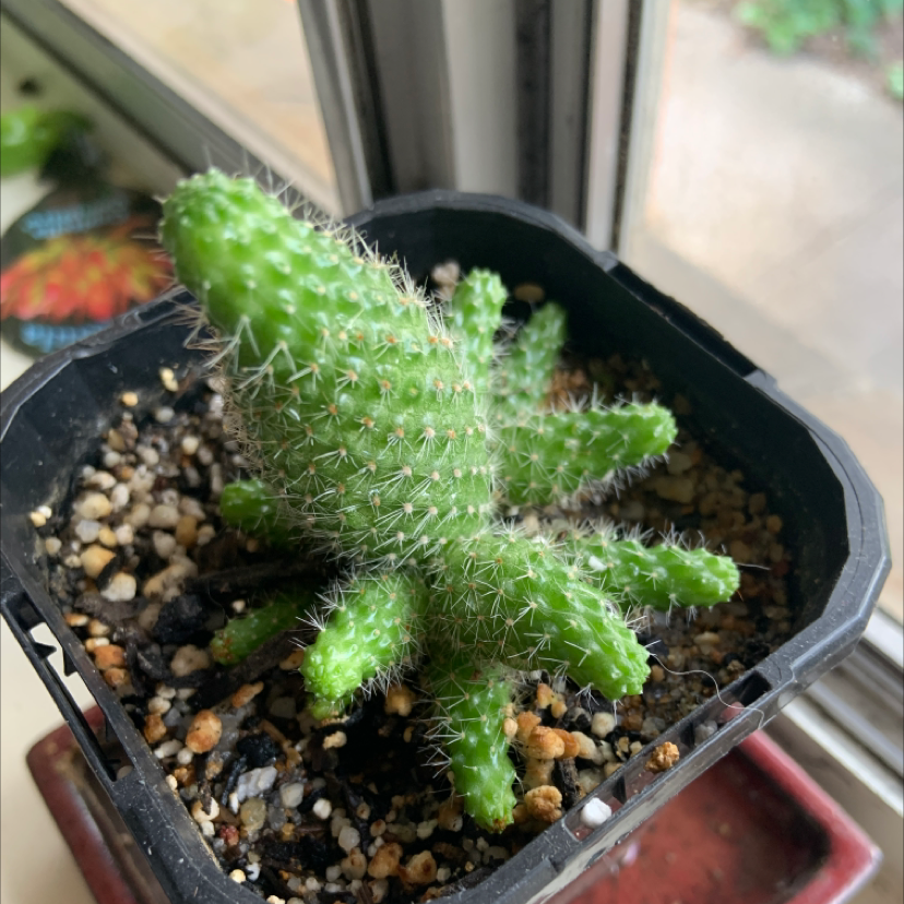 Photo of the plant species Aylostera albiflora 'Rebutia' by Amelia named Arthur on Greg, the plant care app