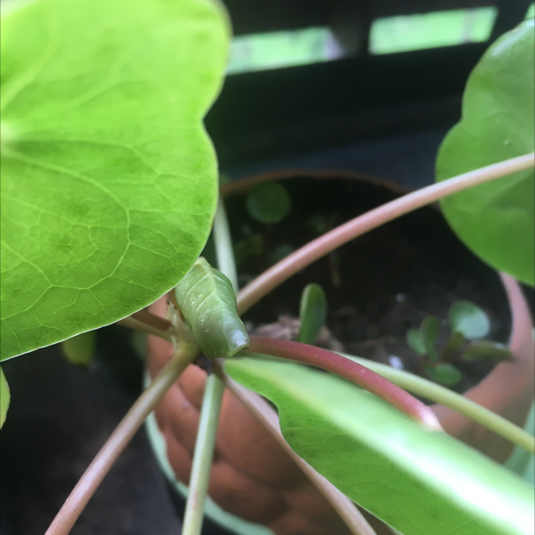 Garden Nasturtium plant with large green leaves in a pot with visible soil.