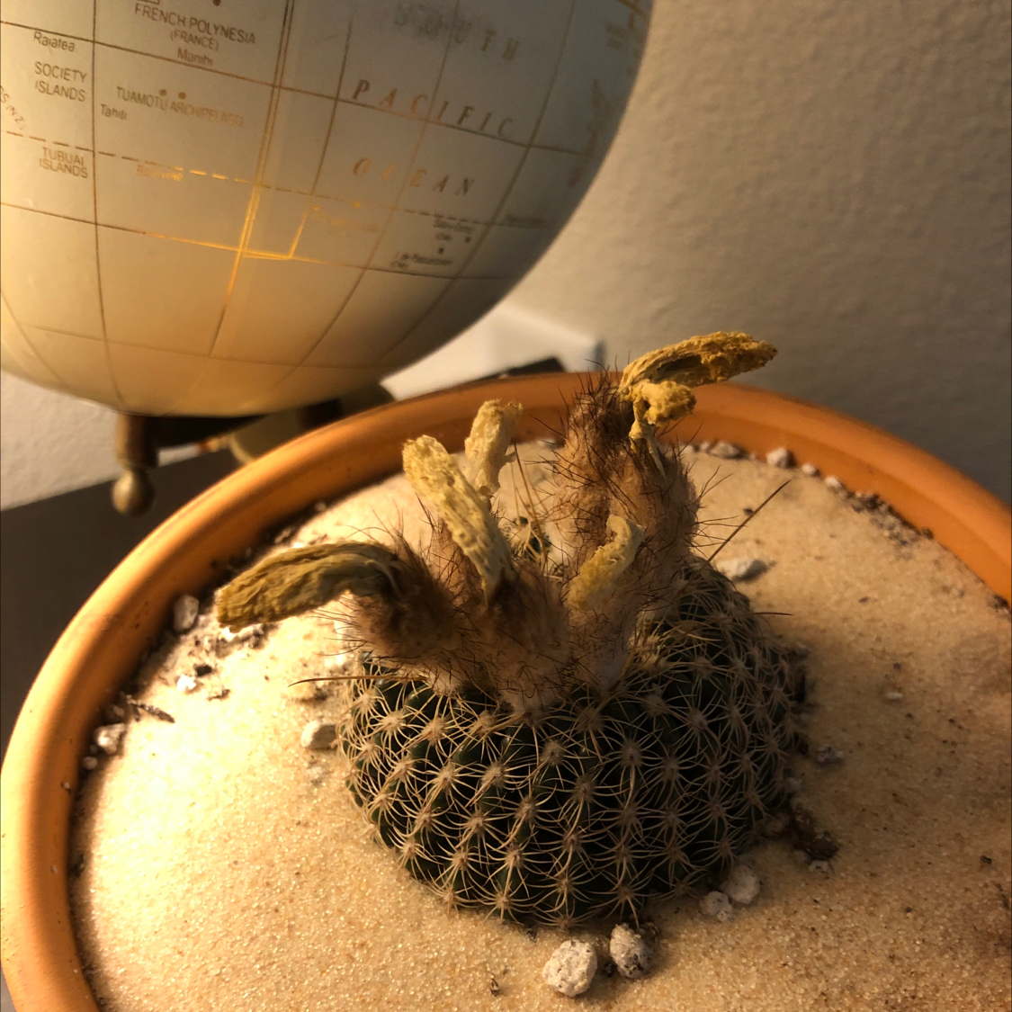 Spiny Pincushion Cactus in a pot with sandy soil, showing some browning parts.