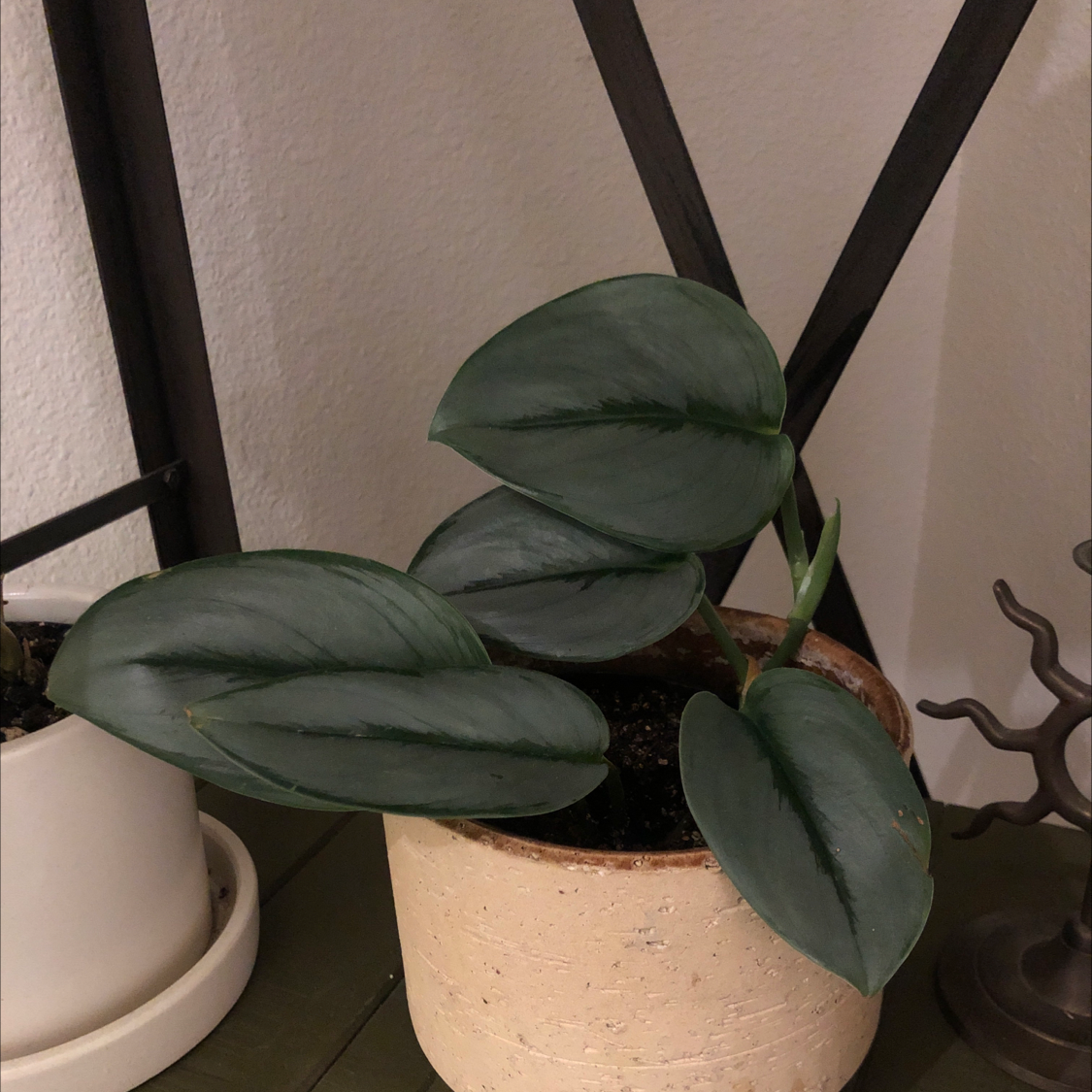 Potted Scindapsus treubii 'Moonlight' plant with healthy, dark green leaves.