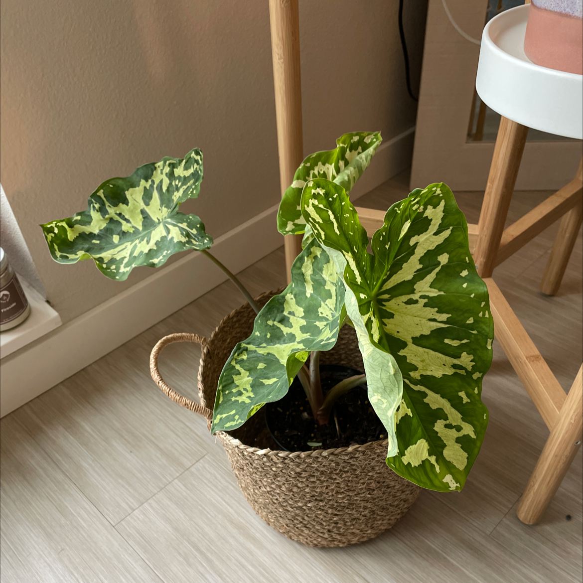 Jewel Alocasia plant with variegated leaves in a woven basket, placed indoors.