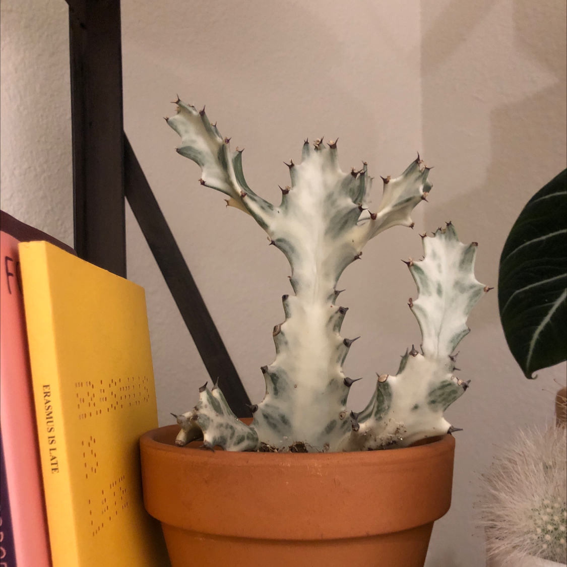 Potted Candelabra Cactus on a shelf next to books, indoors.