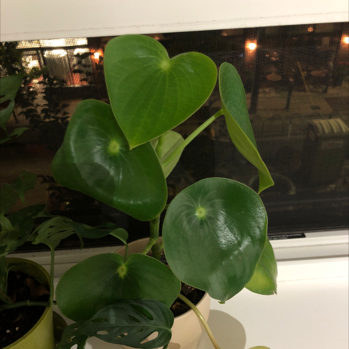 Raindrop Peperomia plant with healthy, glossy green leaves near a window.