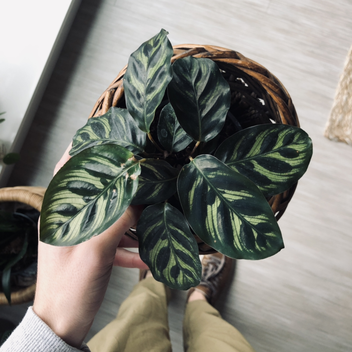 Top view of a healthy Cathedral Windows plant with dark green leaves and light green patterns.
