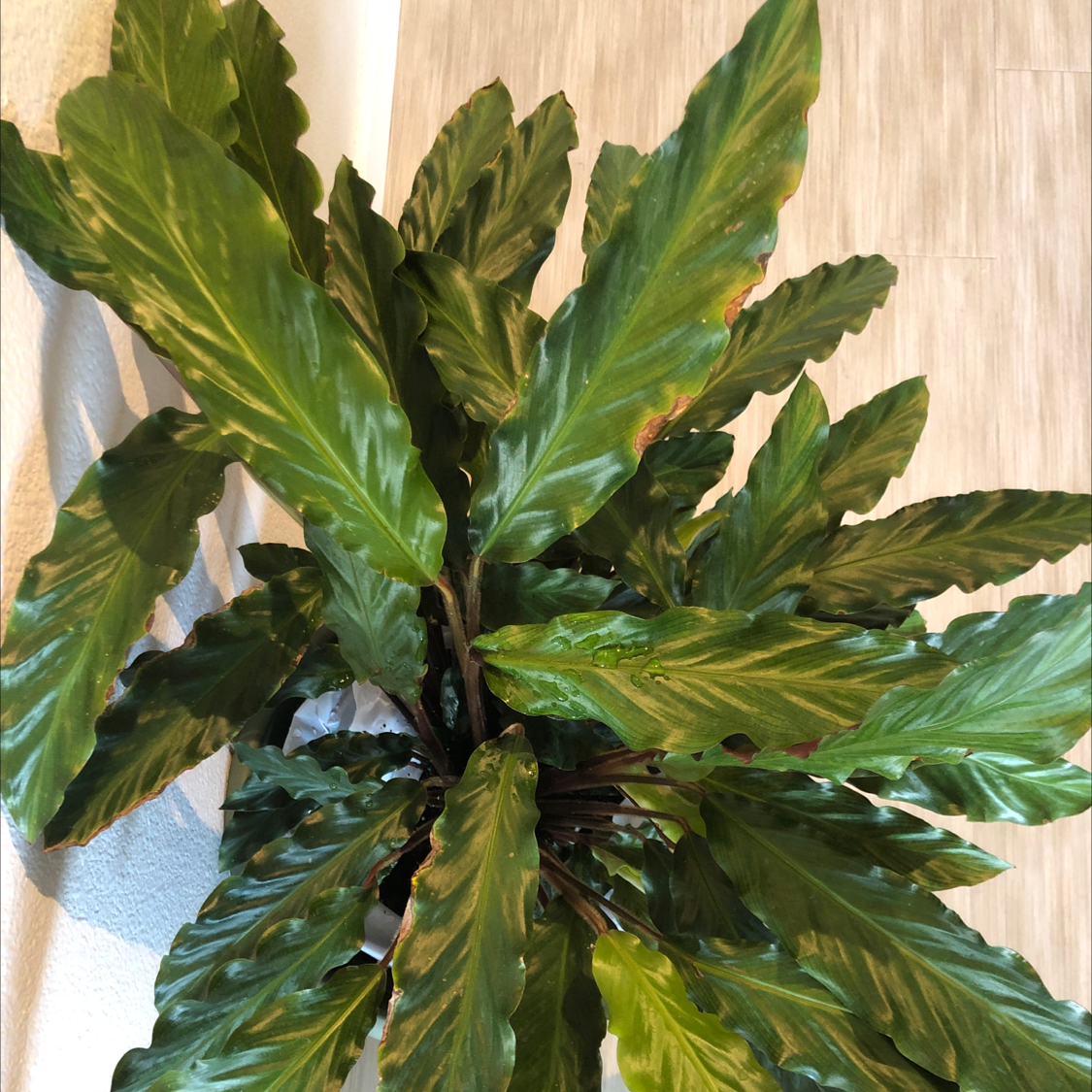 Furry Feather Calathea plant with broad green leaves, slight browning at edges.