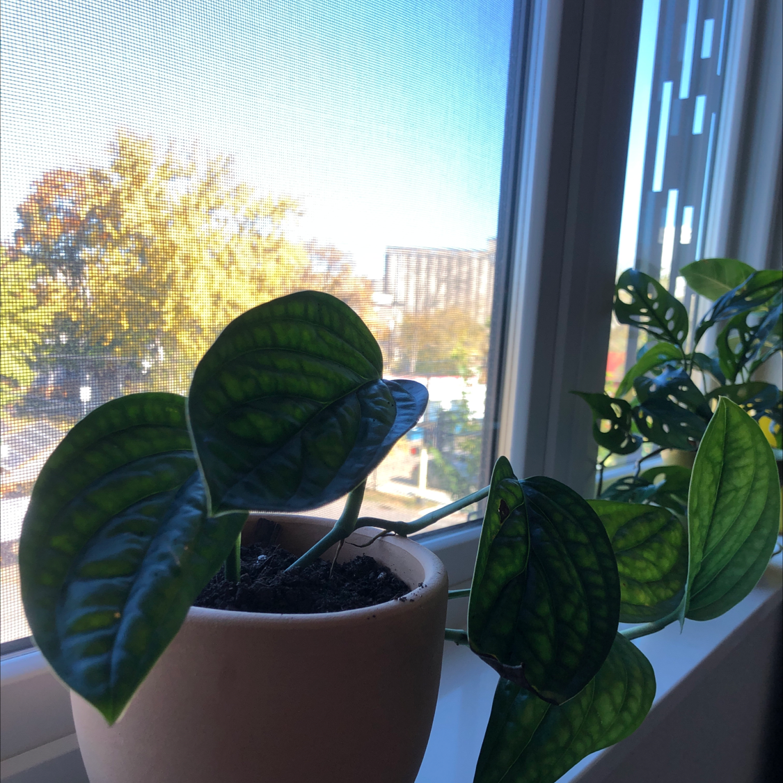 Monstera pinnatipartita plant on a windowsill with vibrant green leaves and visible soil.