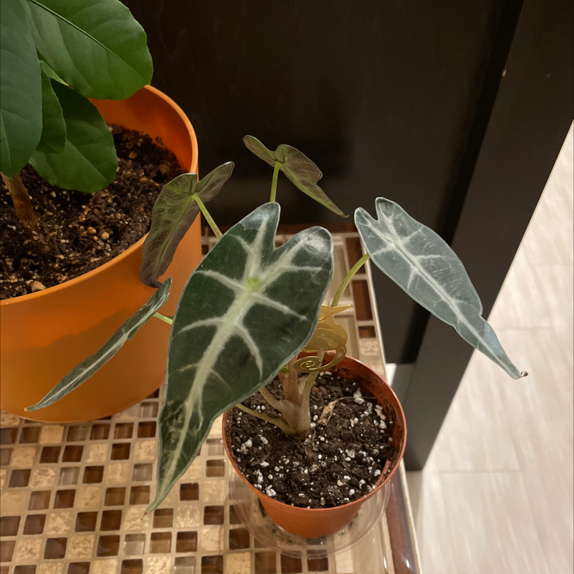 Alocasia 'Bambino' plant in a pot with distinct dark green leaves and white veins.
