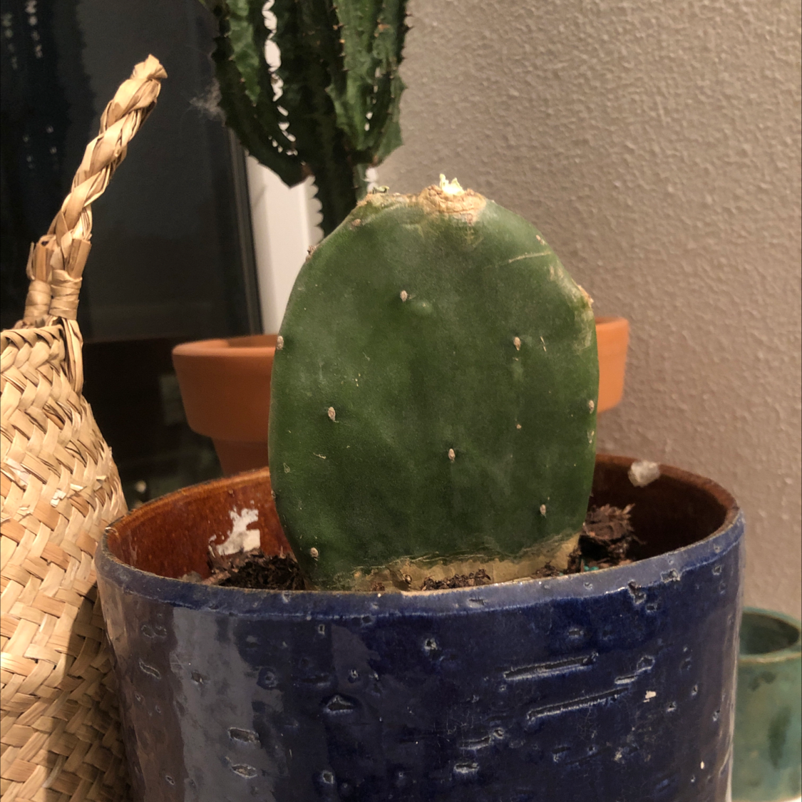 Smooth Prickly Pear cactus in a blue pot with another plant in the background.