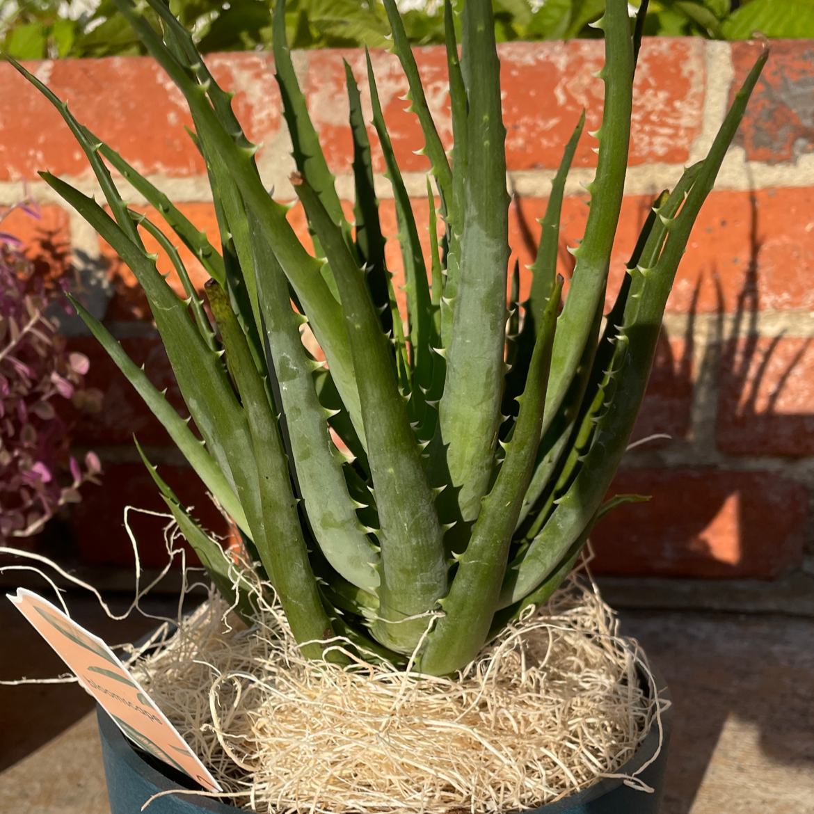 A healthy potted Hedgehog Aloe plant with green leaves, well-framed and centered.
