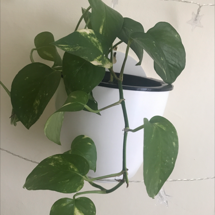 Jade Pothos plant photo by @Mamachellbelle named Dining Room Window (A) on Greg, the plant care app.