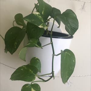 Jade Pothos plant photo by Michelle named Dining Room Window on Greg, the plant care app.