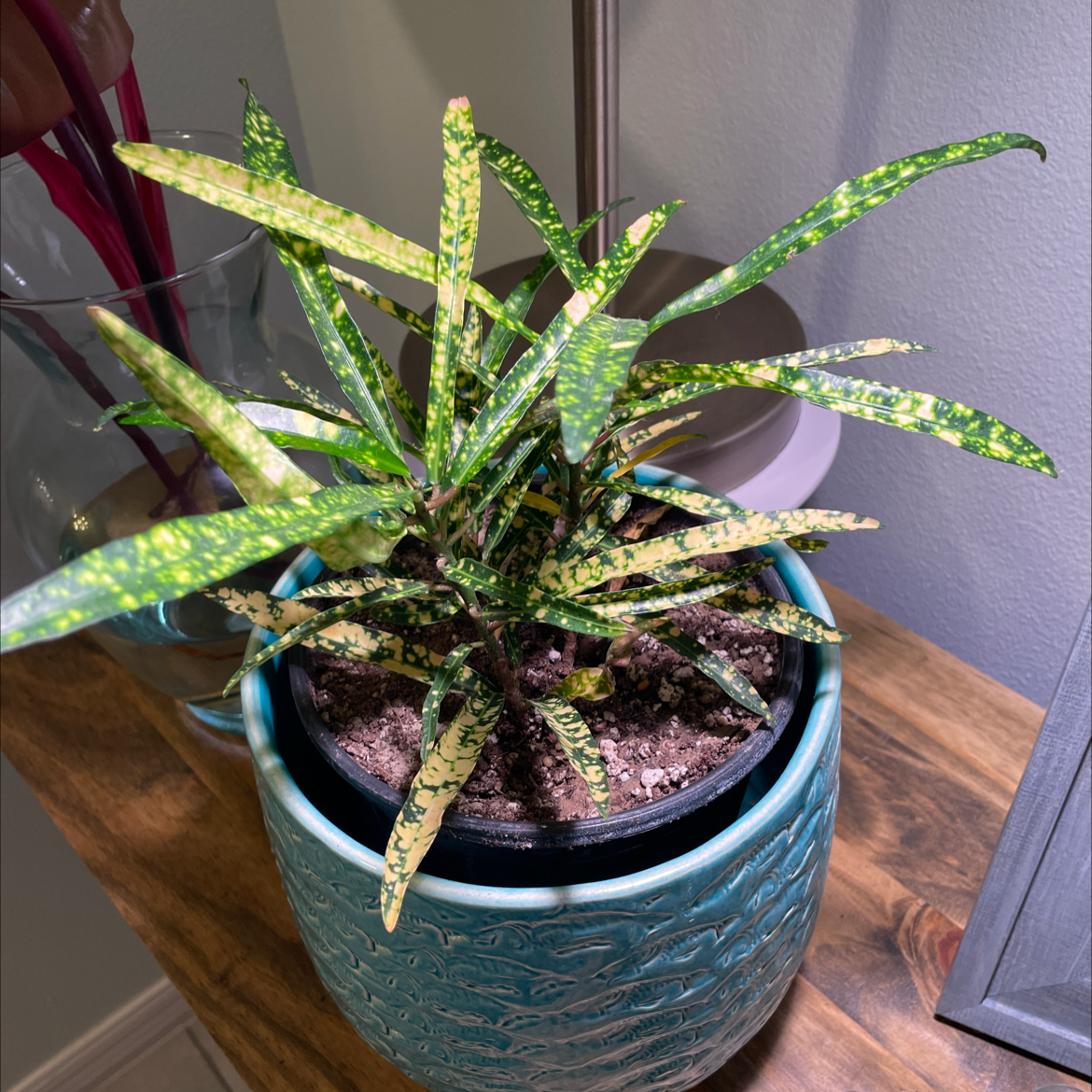 Photo of the plant species Superstar Croton by Brittany named Gold Star on Greg, the plant care app