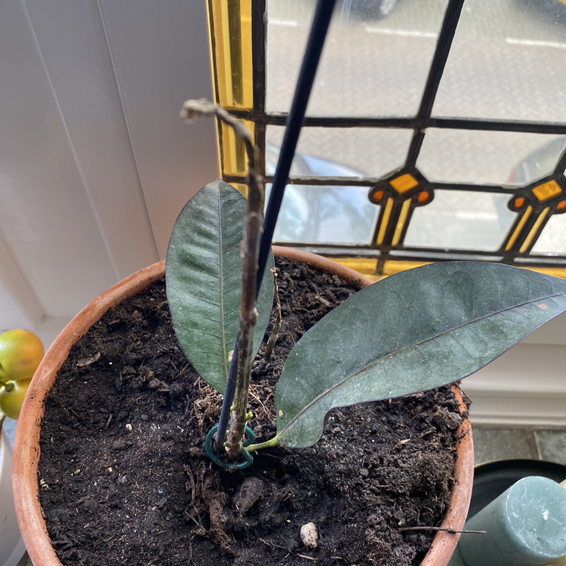Photo of the plant species Variegated False Eranthemum by Nadia named Jacobs coat on Greg, the plant care app
