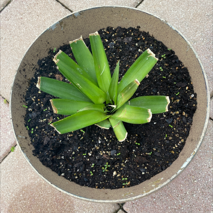 Healthy young pineapple plant in ceramic pot with dark moist soil, showing bright green serrated leaves radiating from center.