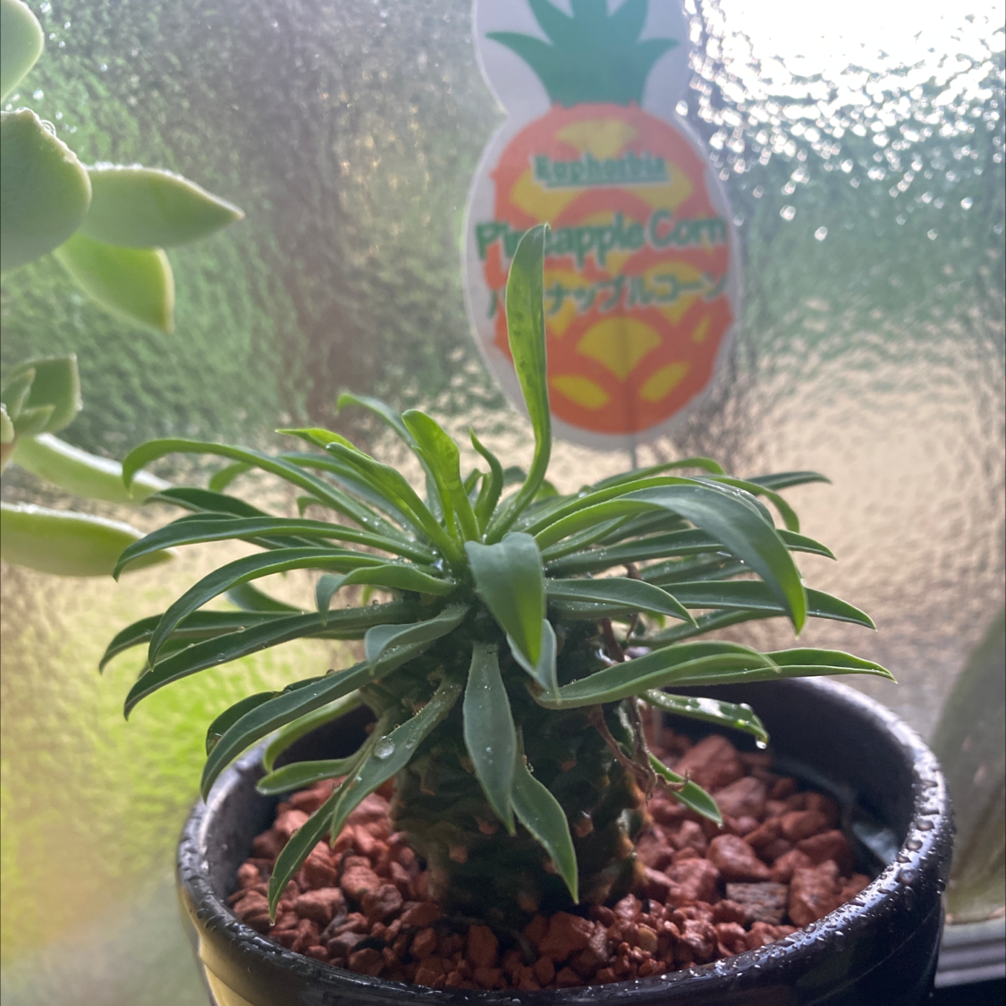 Plant care for Bamboo Orchid on Greg, the plant care app