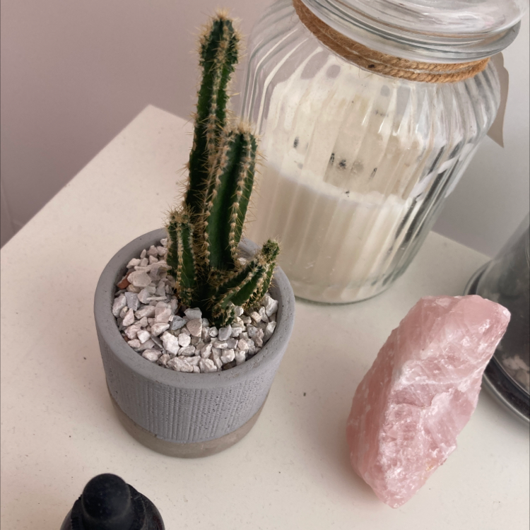 Pleated Cereus plant photo by Sidonie named Cacao on Greg, the plant care app.