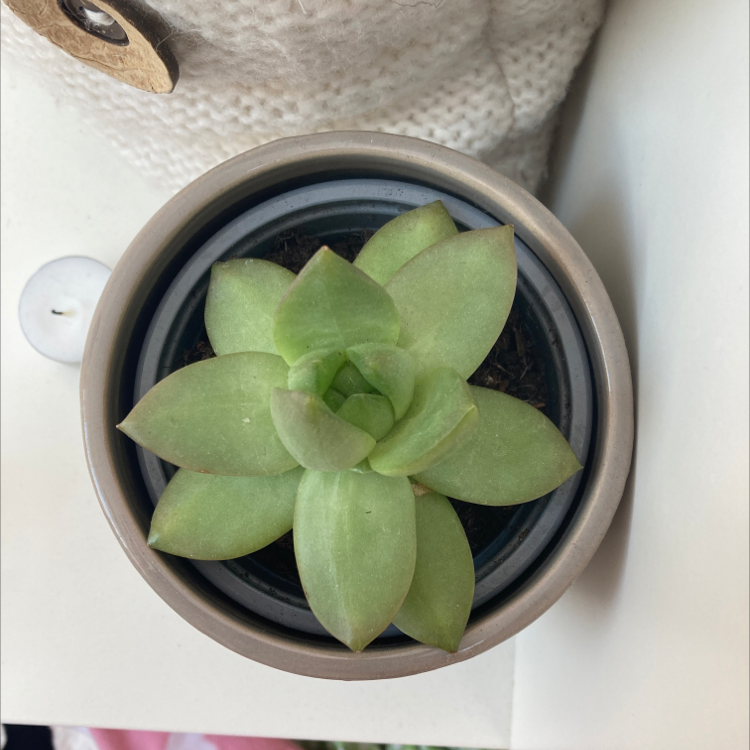 Lipstick Echeveria plant photo by Sidonie named Gertrude on Greg, the plant care app.