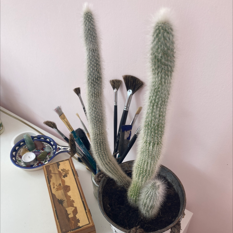 Old Man Cactus plant photo by Sidonie named Mary on Greg, the plant care app.