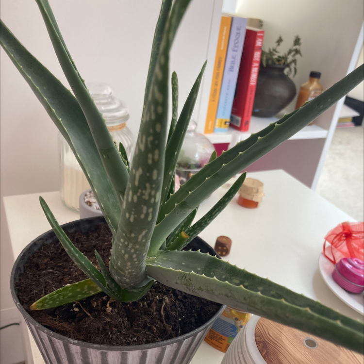 Aloe vera plant photo by Sidonie named Iria on Greg, the plant care app.