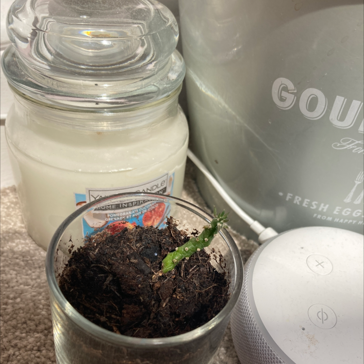 Eve's Needle Cactus plant photo by Sidonie named Gary on Greg, the plant care app.