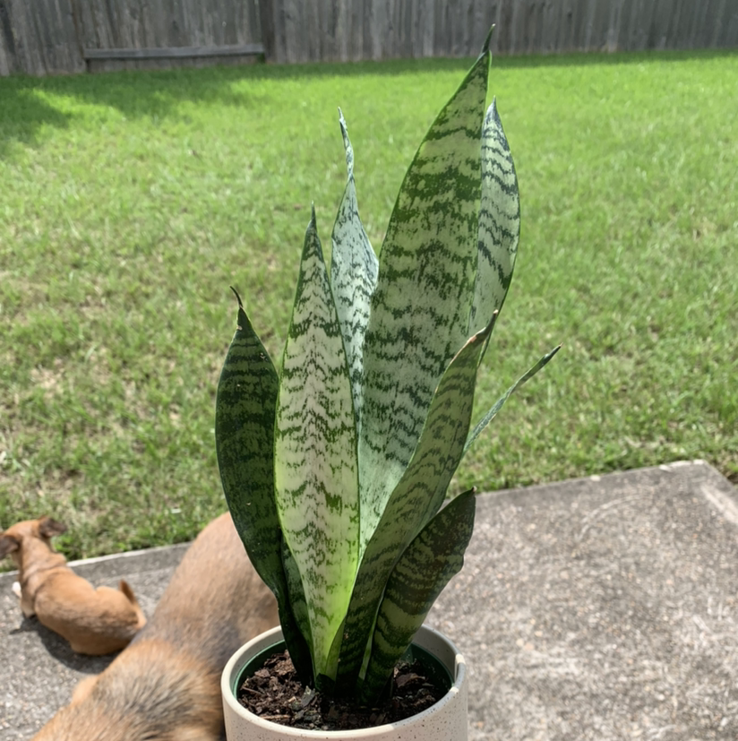 Snake Plant plant photo by Guadalupe named Jake on Greg, the plant care app.