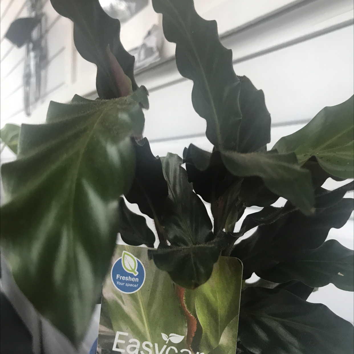 Photo of the plant species Furry Feather Calathea by @Shortbread026 named Barbra on Greg, the plant care app