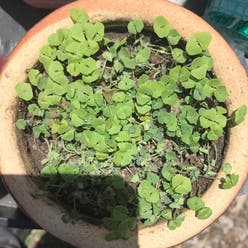 Chia plant