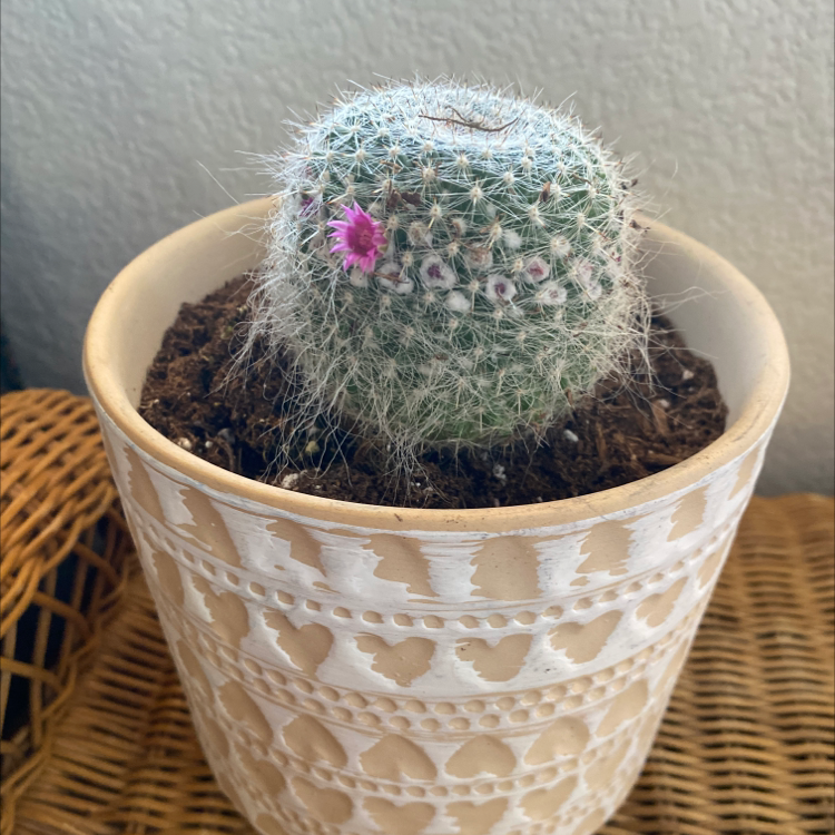 Mammillaria Haageana cactus in a decorative pot with a small pink flower blooming.