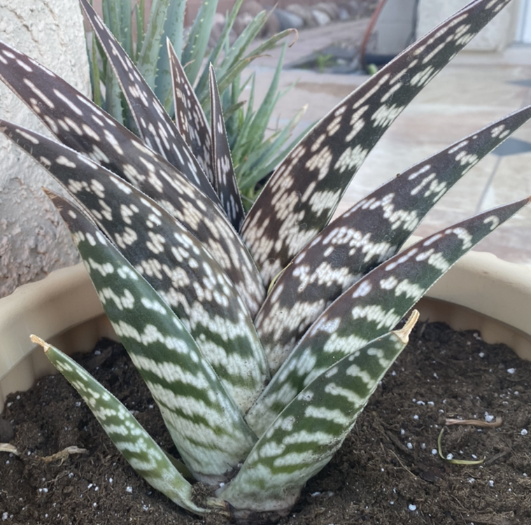 Photo of the plant species Tiger Aloe by @honehevehohtse named SZA on Greg, the plant care app